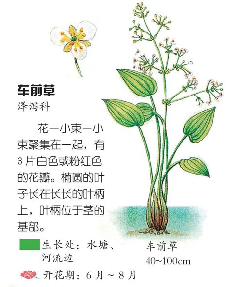 淡水花卉