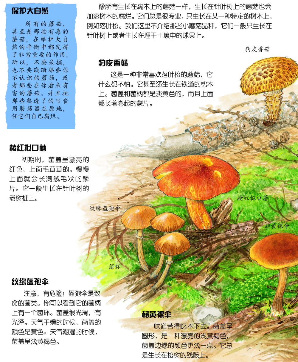 针叶树上的蘑菇