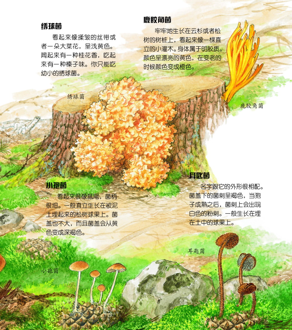 针叶树上的蘑菇