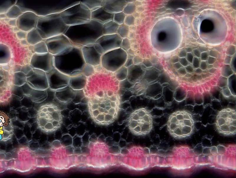 哪里来的妖怪？