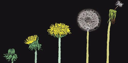 小小蒲公英