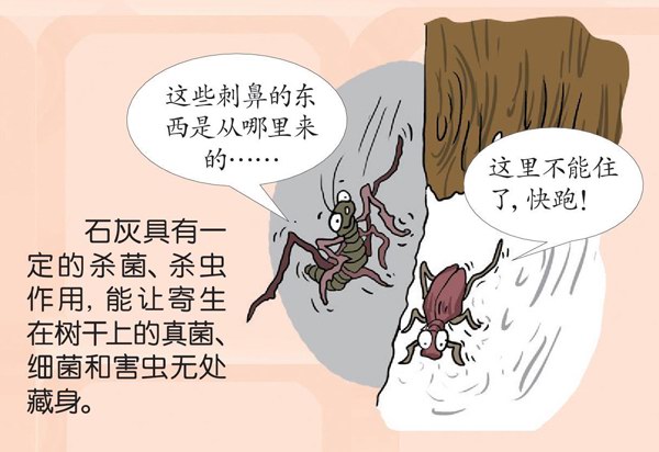 冬天树木为什么穿白衣？