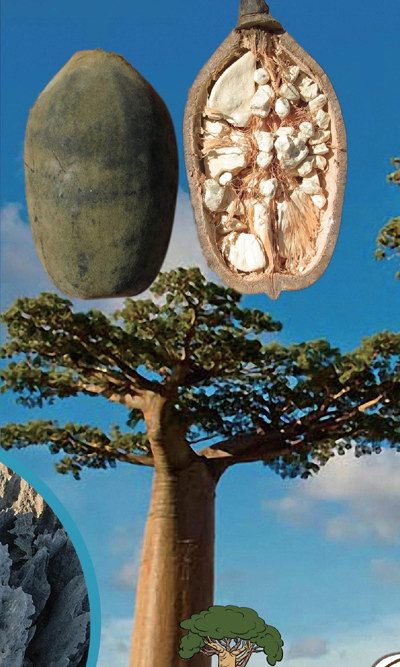 被时间遗忘的自然博物馆