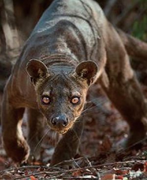 被时间遗忘的自然博物馆