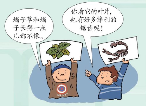 蝎子草也像蝎子一样会蜇人吗？