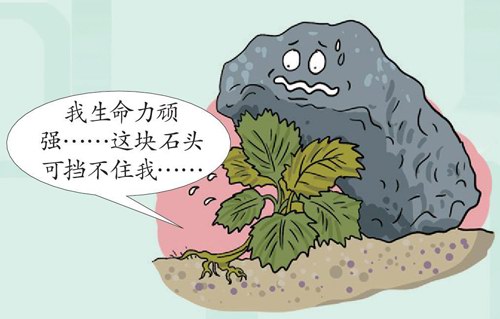 蝎子草也像蝎子一样会蜇人吗？