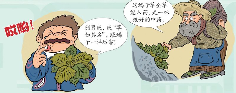 蝎子草也像蝎子一样会蜇人吗？