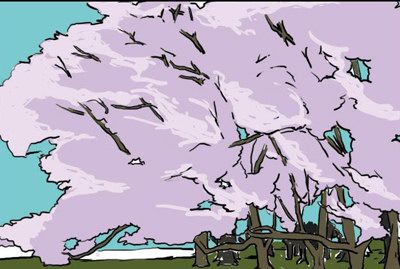 蜜蜂也爱赏樱花