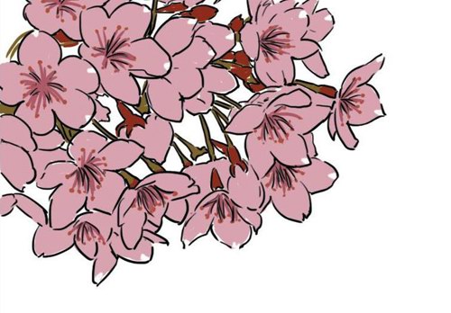 蜜蜂也爱赏樱花