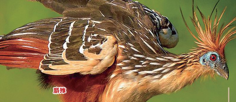 “臭名昭著”的动物