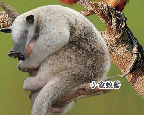 “臭名昭著”的动物