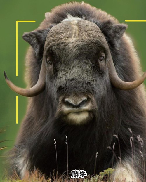 “臭名昭著”的动物