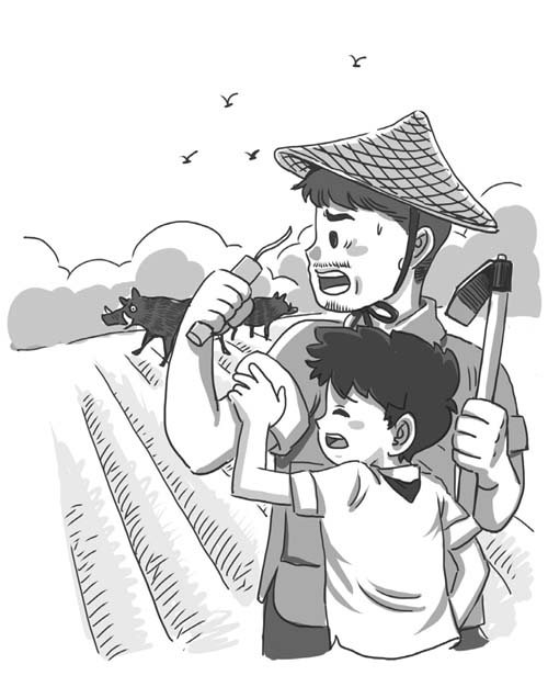山娃和野猪的故事