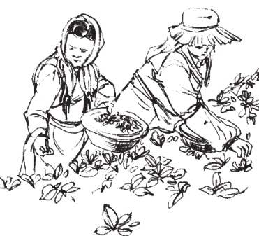 茶 王