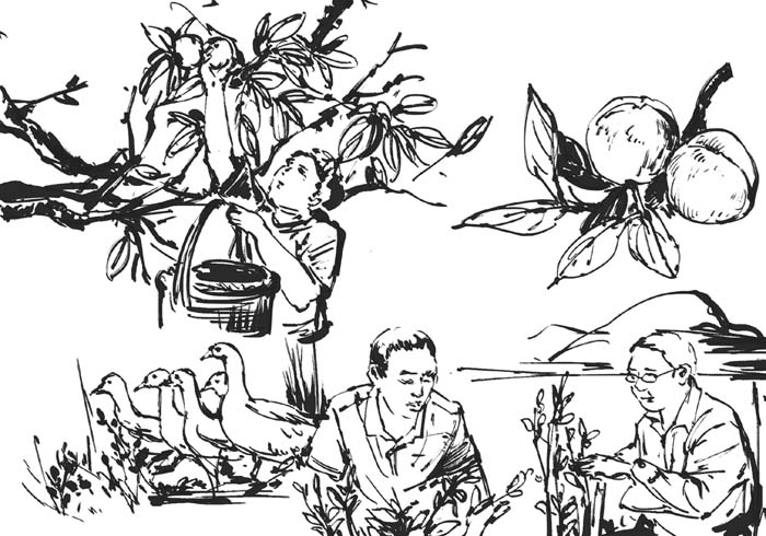 水果鹅